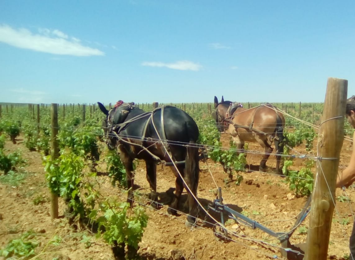 Bodegas Finca Nueva tweet media