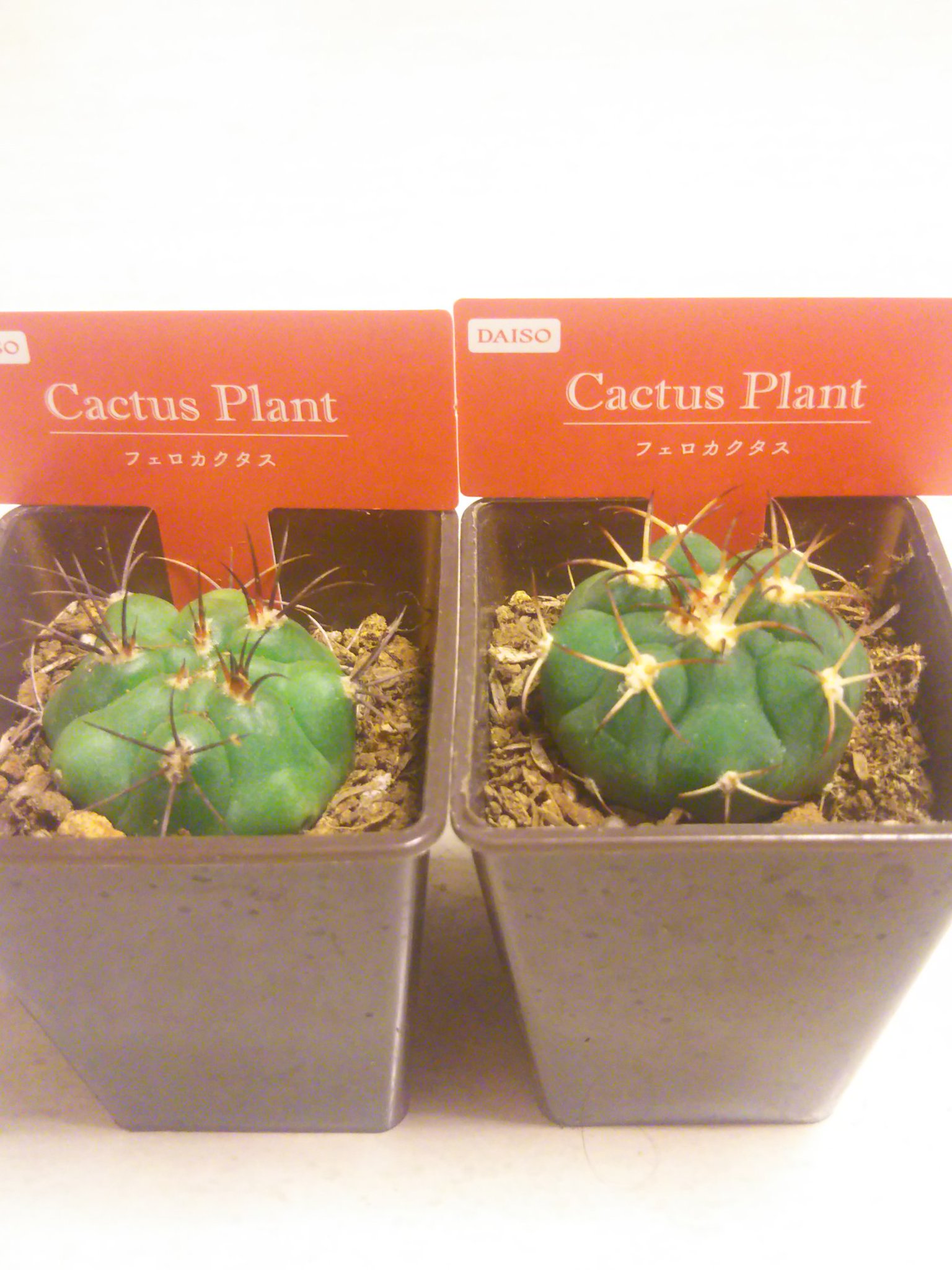 草庵 ダイソー産 フェロカクタス という札の何か 翆晃冠のようなサボテンもフェロカクタスになっていたので属名は当てにならないかも 商品にバーコード添付が必要で取り敢えず差してあるのではと妄想 左は新天地 ダイソー サボテン フェロカクタス