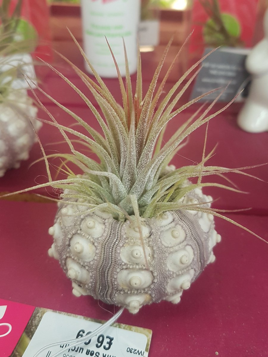 MiltonErnestGC's tweet photo. The #AirPlants are back in our #houseplants range after a few years away.  This lovely range from @LoveTillys Air Plants - Tillandsia includes everything you need including the adhesives and foliage feeds too: https://t.co/uF071emDY9