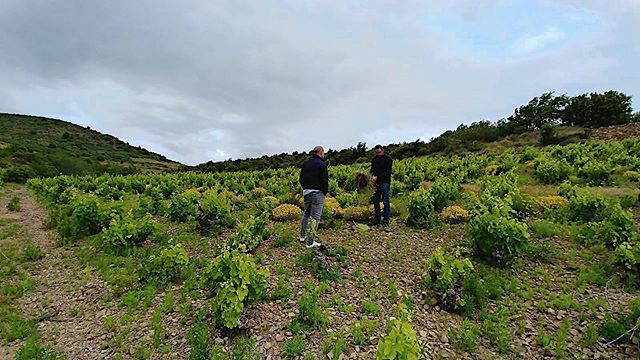 On continue notre tour dans le Languedoc avec la présentation du projet de @byjeffcarrel "Domaine Sous La Montagne" dans la commune d'Ansignan. Un projet qui a vu le jour il y a 3 ans et qui va s'étaler sur une dizaine d’années . Un vrai challenge puisqu… bit.ly/2HY4wwe