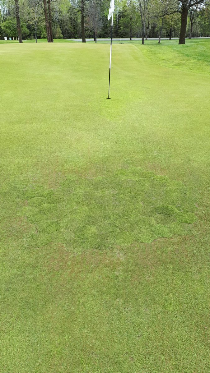 SuperPiperTBay's tweet image. Annual low spot plug-out extravaganza on 18.  Forecast should raise these low soil temps @Golf_FWCC #coolspring #golf