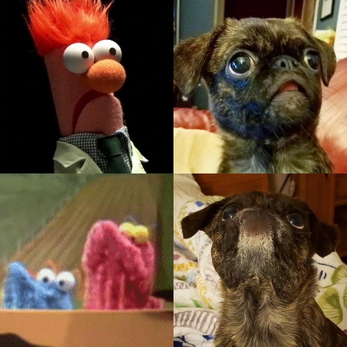 funaek's tweet photo. Could Monkey be any more of a muppet?! #ithinknot #monkadoodledoo #muppetmonkey #muppetpug https://t.co/XaSlnYPVlJ