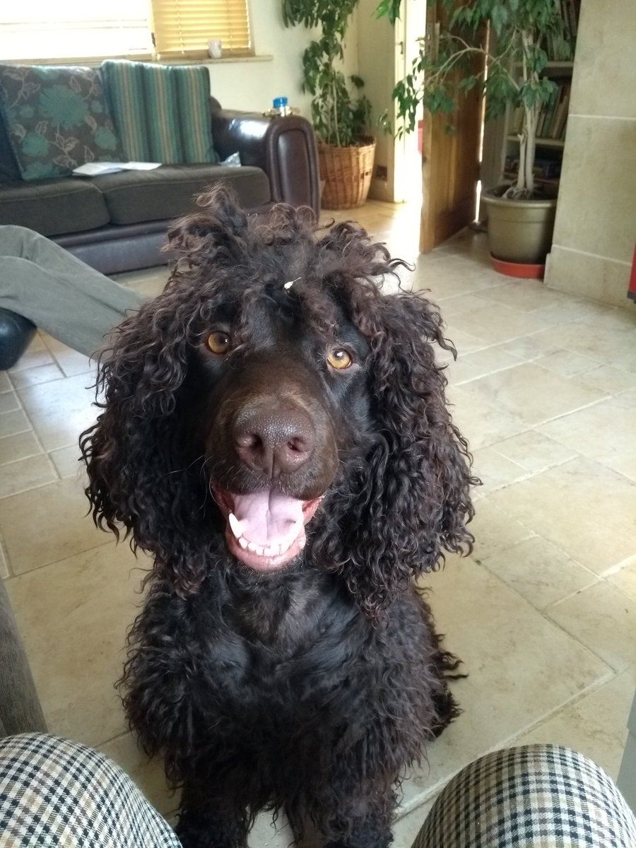 AndyCochrane7's tweet image. Been away for 3 weeks and came home to this happy face #BoostNeeded