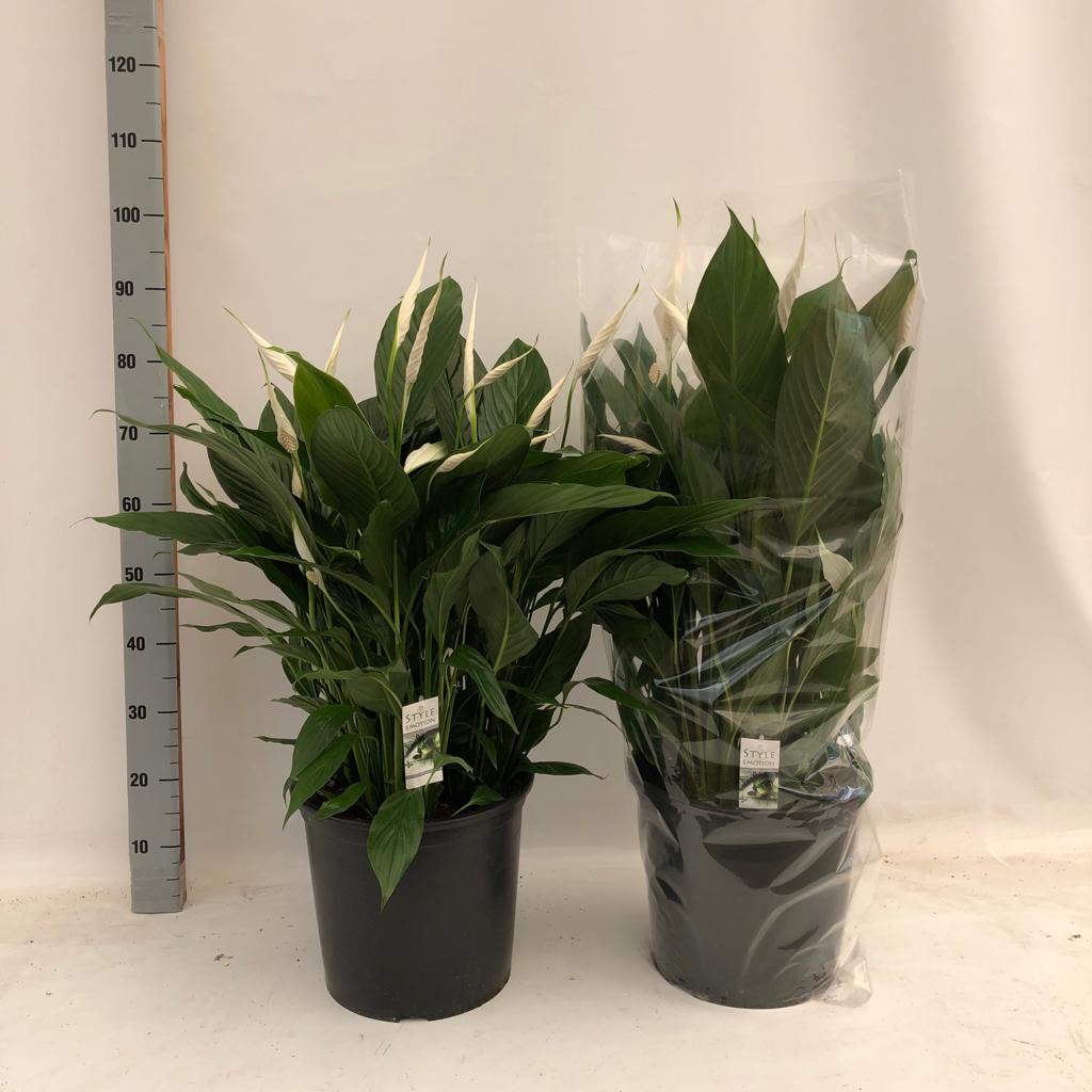 P_Zwinkels's tweet photo. Morgen op de klok in Aalsmeer de hele zware Bingo Cupido van WestlandPlant gekweekt in een 32cm pot. https://t.co/z3dzNlu1wS