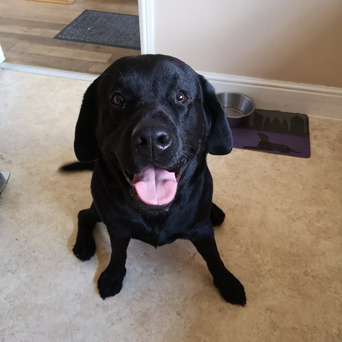 Corbett_Canines tweet media