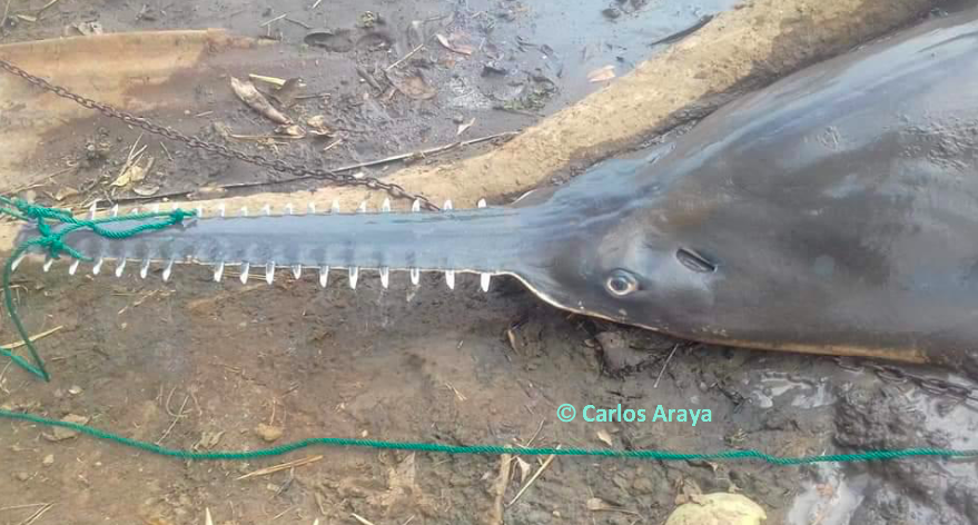 SharkAdvocates's tweet photo. Critically Endangered Largetooth Sawfish have gained a lifeline with new protection commitments from Caribbean countries through this week's listing on Cartagena Convention Specially Protected Areas & Wildlife (SPAW) Protocol #CEPCOP15 News Release: https://t.co/9N3DtZ0ogw https://t.co/TWt4Jk6O2d