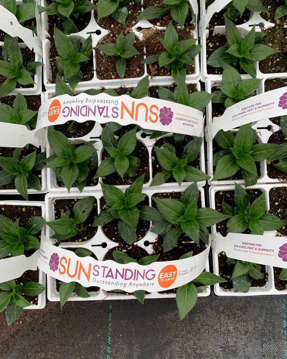 GrowBasewell's tweet photo. Noah Kaplowitz at Michael's Greenhouses: "[The] Basewell SunStanding series was a great addition to our late spring/early summer pack program. [They] were easy to plant &amp; took less than a week for the roots to reach the edge of the pack!" https://t.co/KyLAOQZRxM https://t.co/9VWWMfURxJ