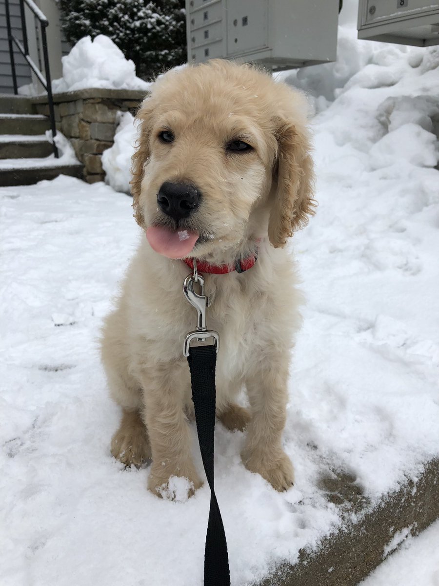 brandonrstokes's tweet photo. What happened to this snow-loving little guy?! #ThrowbarkThursday https://t.co/xFiqRVV91E