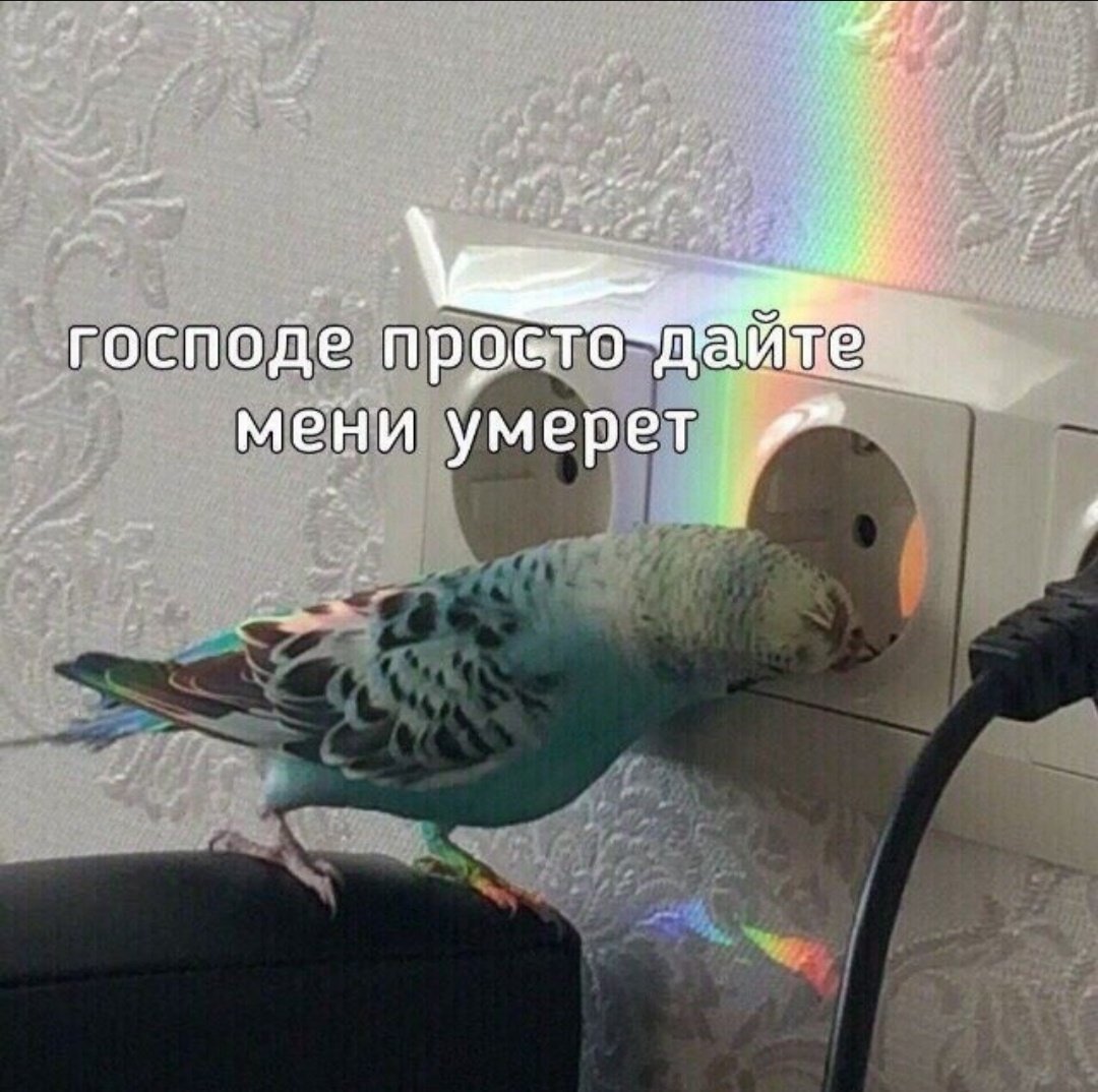 Мем с попугаем