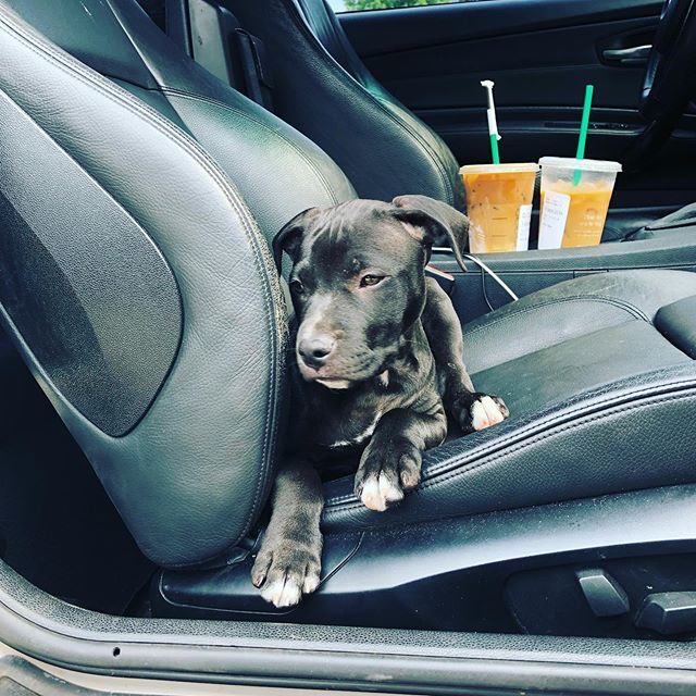 #repost 📷<a href="/hotdigggitydog/">H</a>
. 
instagram.com/p/ByYG91WAqap/…
.
#thepitbullnation #pitbulls #pitbull #dontbullymybreed #pitbulllove #pitties #pitbullmom #pitbulllife #pitbulladvocate #pitbullpride