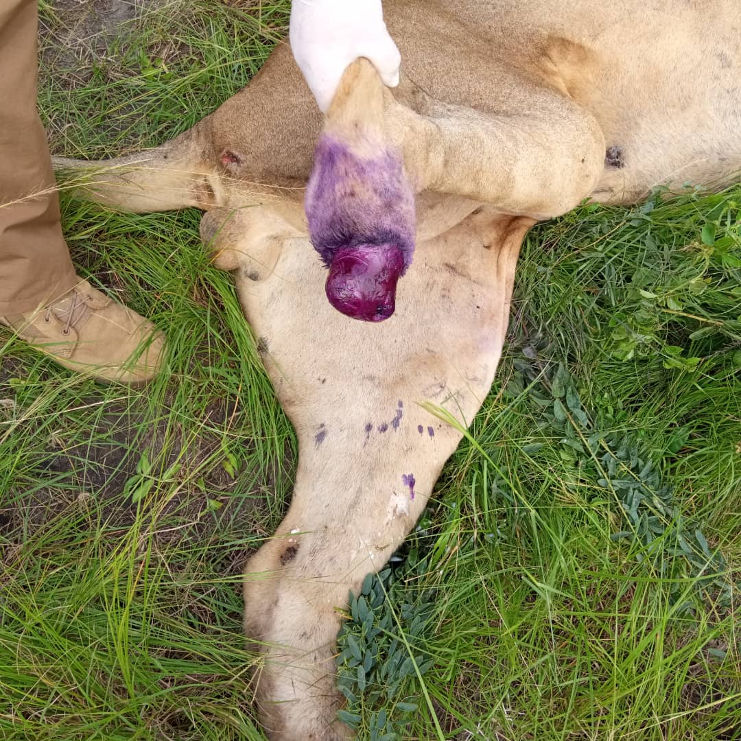 NRCN_UGANDA's tweet photo. This mountain climbing lion will never climb again. #protectlions #avoidextinction https://t.co/8iVBupVfxM