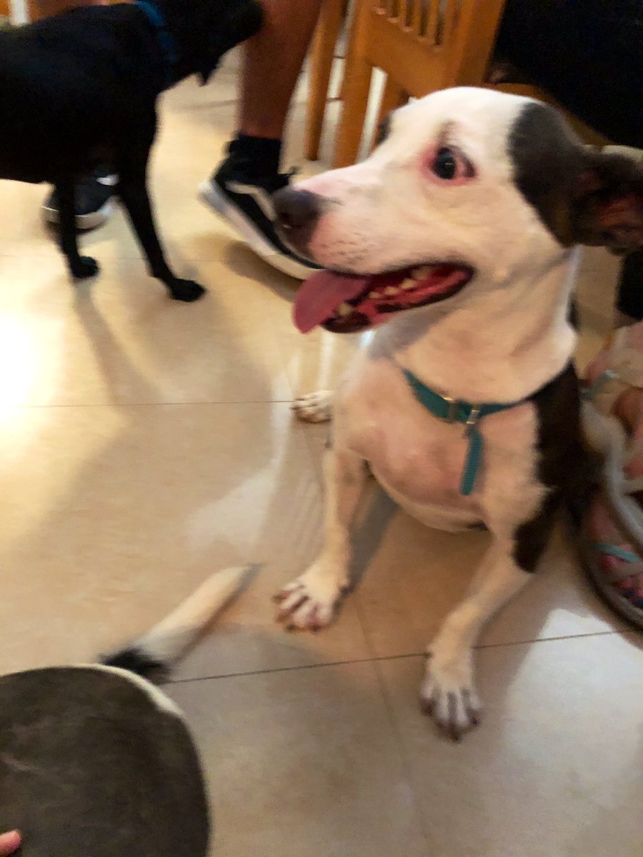 ADLAPuertoRico's tweet photo. It’s a #freedomflight home for lil’ Pete tomorrow ✈️🙌 
He’s beyond excited to get to his #newhome with Erinn in #keyport, #newjersey 😜 #foreverflight #savethemall https://t.co/u1ZgMc11Y7