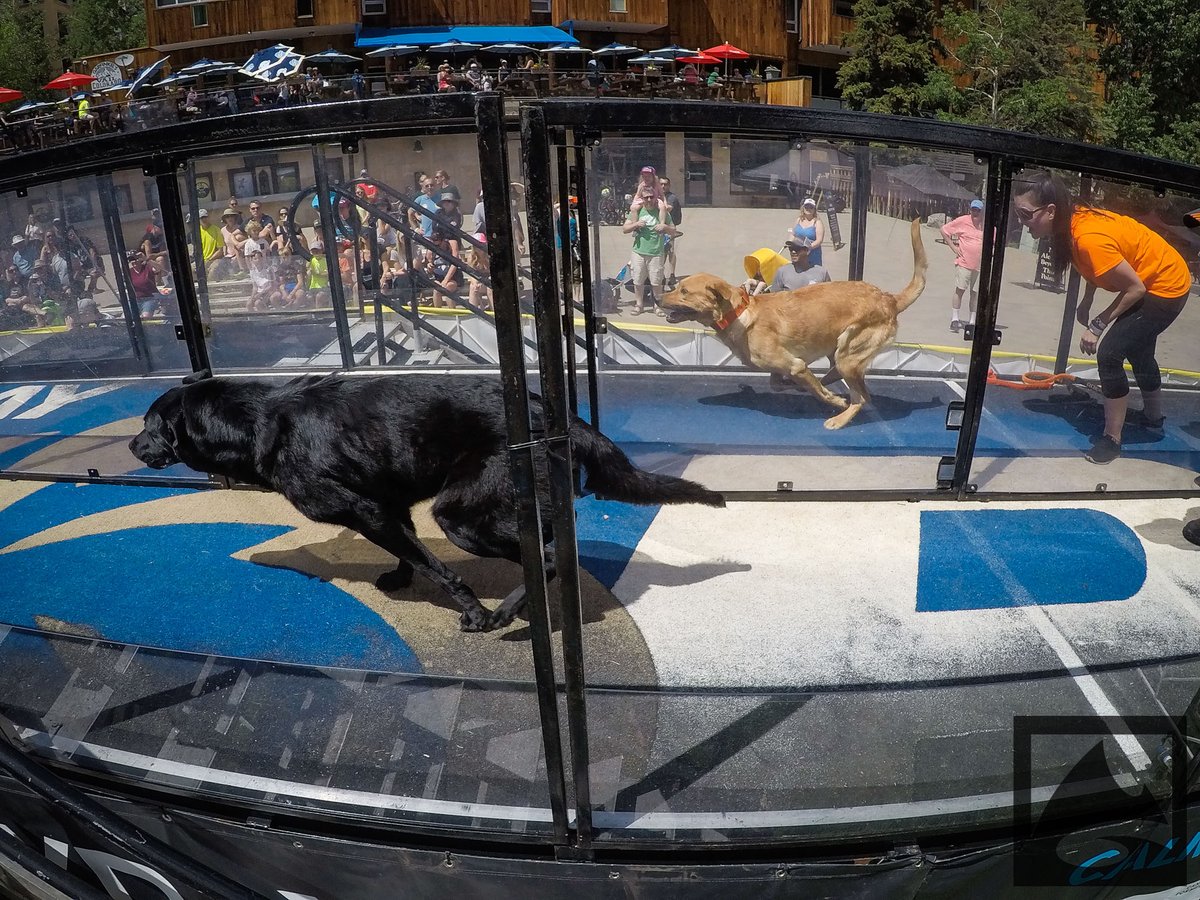 MountainGames's tweet photo. On your marks, get set, GO! @bluebuffalo Dueling Dogs qualifiers kick off today! Catch them at noon and 2:15pm in @GoRVing Dog Town and cheer on the fastest pups! https://t.co/ENTtLDt9HK