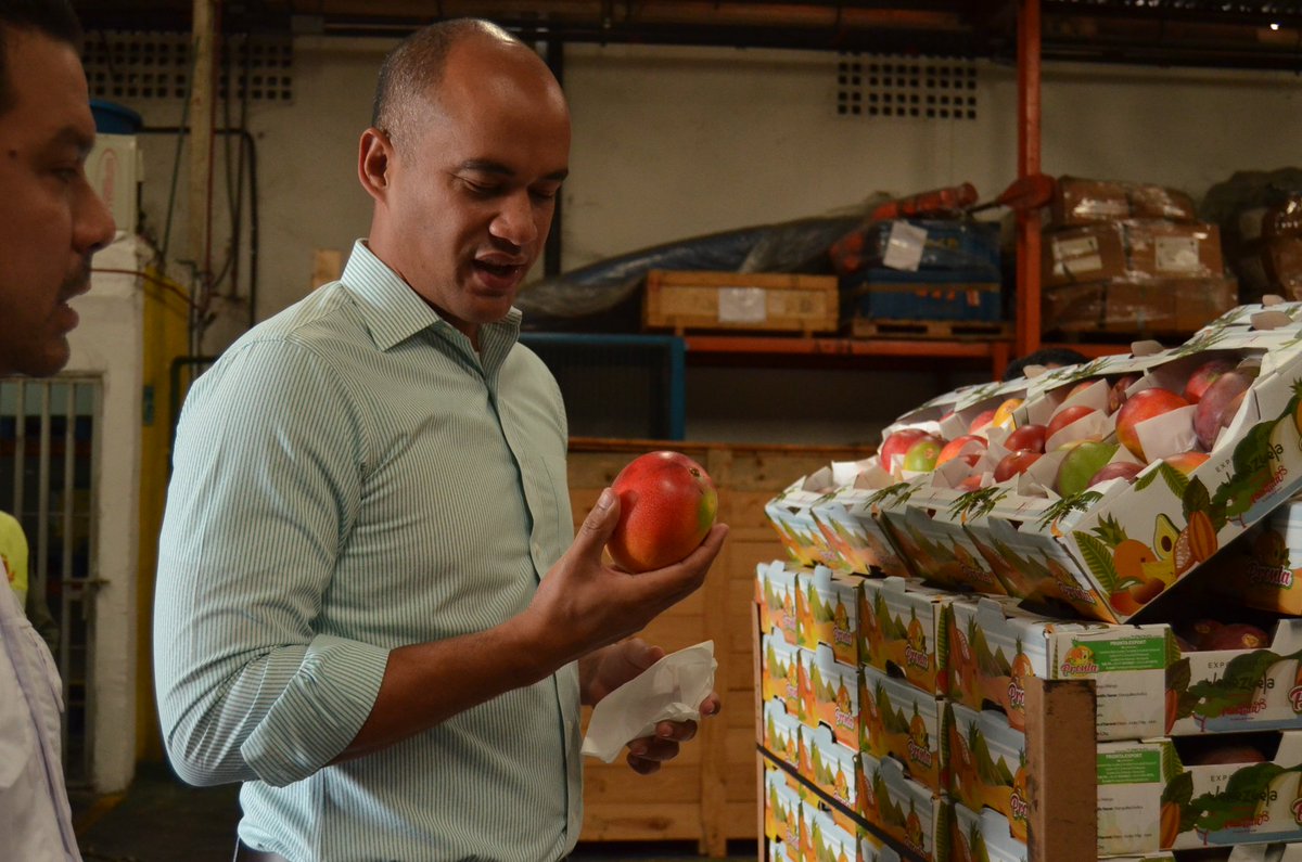 HectoRodriguez's tweet image. Con el apoyo del Gobierno Nacional, y en alianza con el sector privado, Miranda exporta sus primeras 10 toneladas de producción de mangos al mercado euroasiático con la meta de generar divisas no petroleras y avanzar en una nueva economía. #MirandaExporta #RumboALaPotenciaMinera