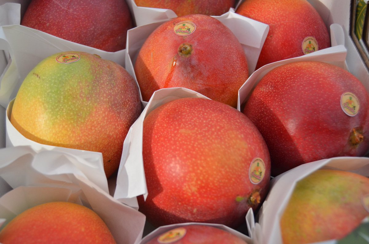 HectoRodriguez's tweet image. Con el apoyo del Gobierno Nacional, y en alianza con el sector privado, Miranda exporta sus primeras 10 toneladas de producción de mangos al mercado euroasiático con la meta de generar divisas no petroleras y avanzar en una nueva economía. #MirandaExporta #RumboALaPotenciaMinera