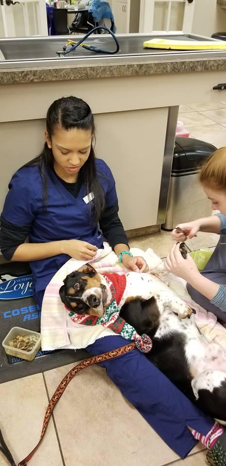 #ThrowbackThursday when Humphrey come in for a manicure and pedicure 💛

Don't forget to schedule an appointment for your furry friends too- (813) 814-1814