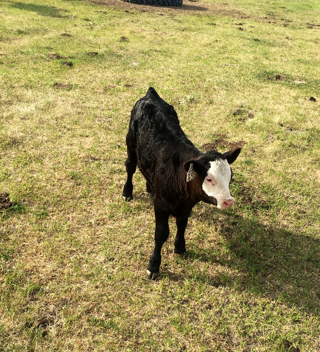 jhozack's tweet photo. Pretty happy with the calves off the first time mamas. #packingonthepounds https://t.co/KVcWL5CWjv