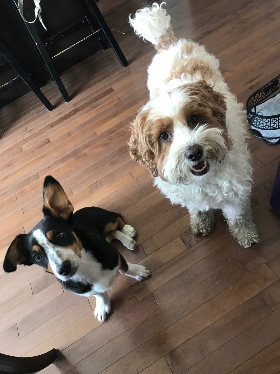 NSCarts's tweet photo. After a nice long walk, ⁦@UrbalActiv⁩ dog treats help with the hips! #urbalactiv #urbalactivist #CBDispainfree #notallCBDiscreatedequal #relaxreviverenew #CBDforthewin GAMECHANGER20 #Promocode https://t.co/yHioGUWiVE