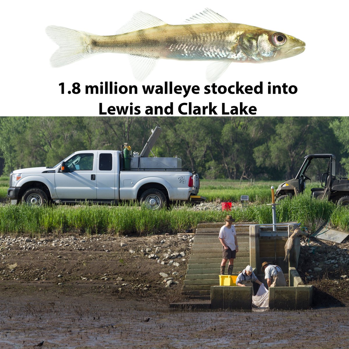 Gavins Point NFH tweet media