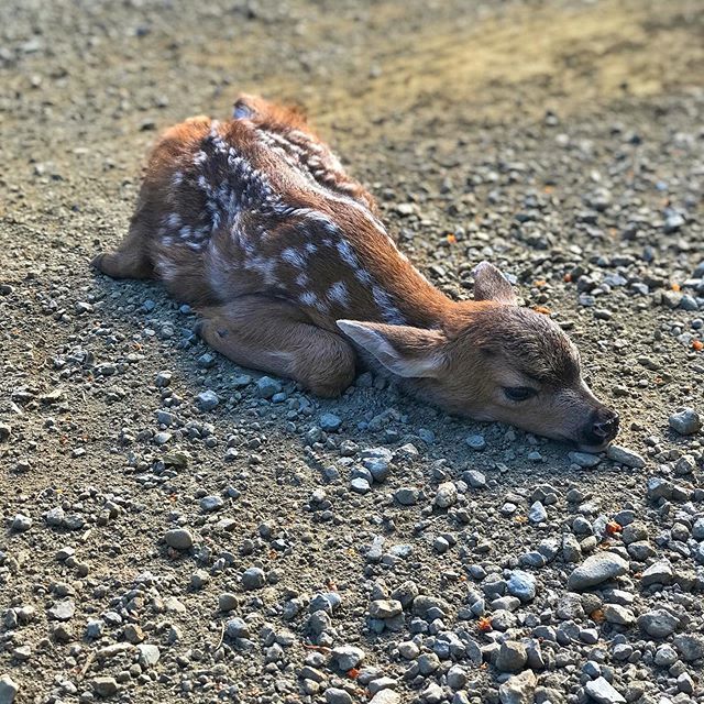 stevebebb's tweet photo. Living on a mountain surrounded by big acreages, you see lots of wildlife. This little fawn was walking with his momma this morning, saw us driving and dropped.  A instinct they do to hide. Momma jumped into the forest and watched as we drove by grabbing a pic and enjoying t… https://t.co/B31LJKDpC7