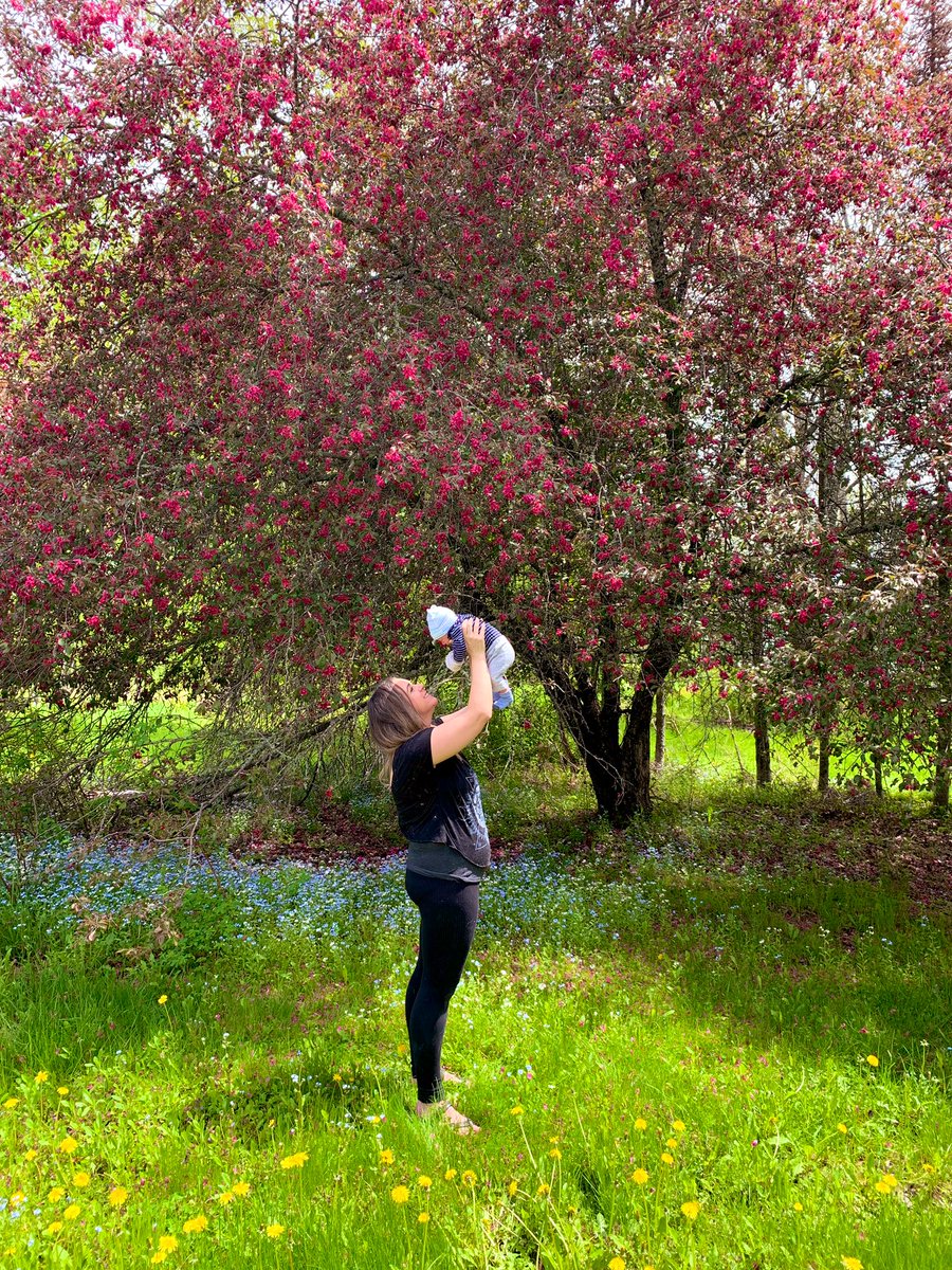 CourtneySnow222's tweet photo. This will probably be the last year I get to see this tree blossom at our old home. So grateful we just so happened to have an appointment on one of the few days it’s in full bloom. 🌸🌙💕💫

#babyboy #blossoms #grateful #oldhome https://t.co/qleZny6G5D