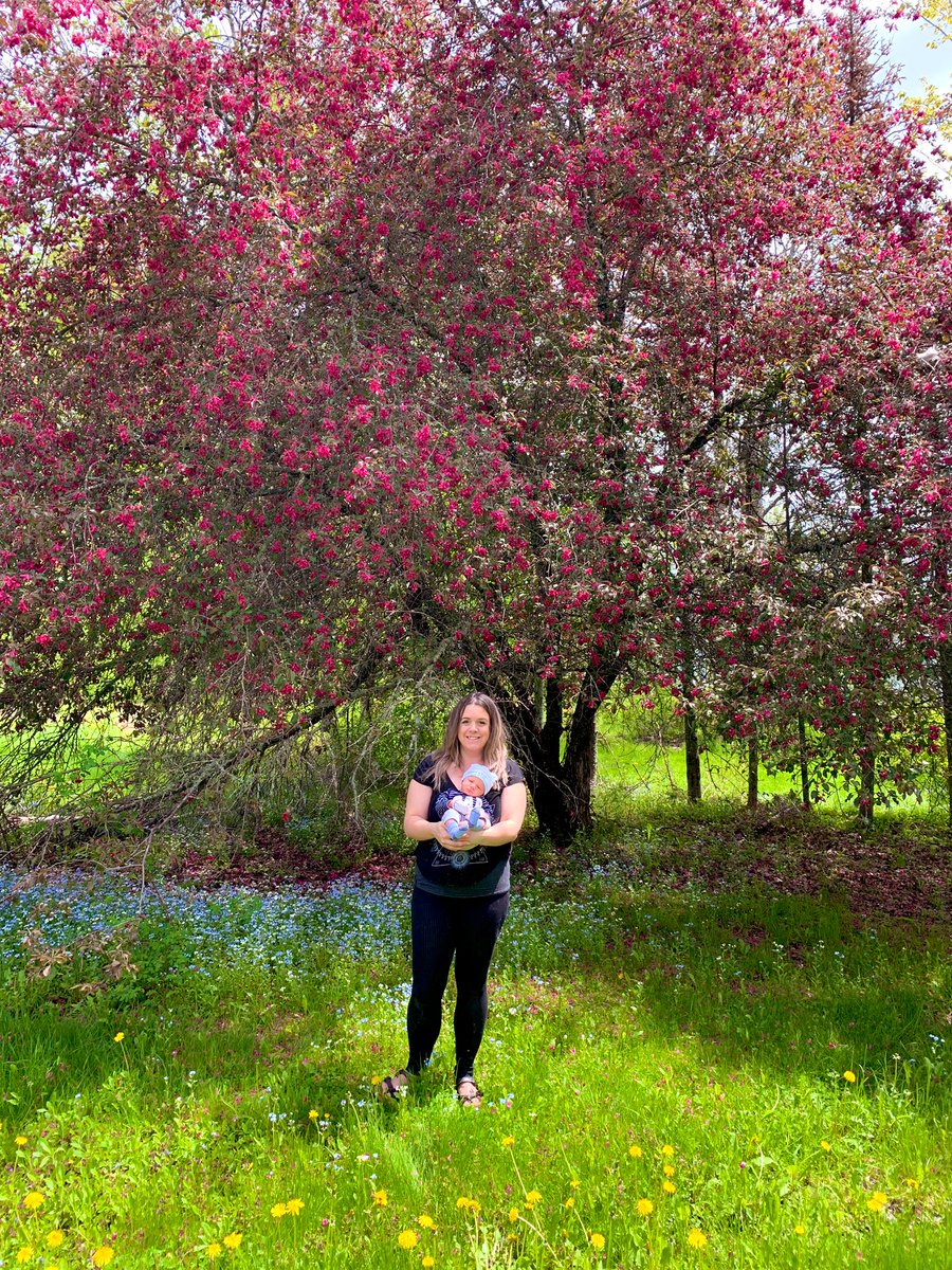CourtneySnow222's tweet photo. This will probably be the last year I get to see this tree blossom at our old home. So grateful we just so happened to have an appointment on one of the few days it’s in full bloom. 🌸🌙💕💫

#babyboy #blossoms #grateful #oldhome https://t.co/qleZny6G5D