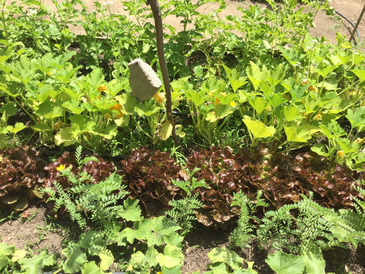 5AIsGuadazzonis's tweet photo. #amicORTO si prepara per la festa di fine anno scolastico 👋😊🥬🥒🥕 Sarai bellissimo!

#scuolaAttiva
#cooperazione https://t.co/gQ2NDygkdD