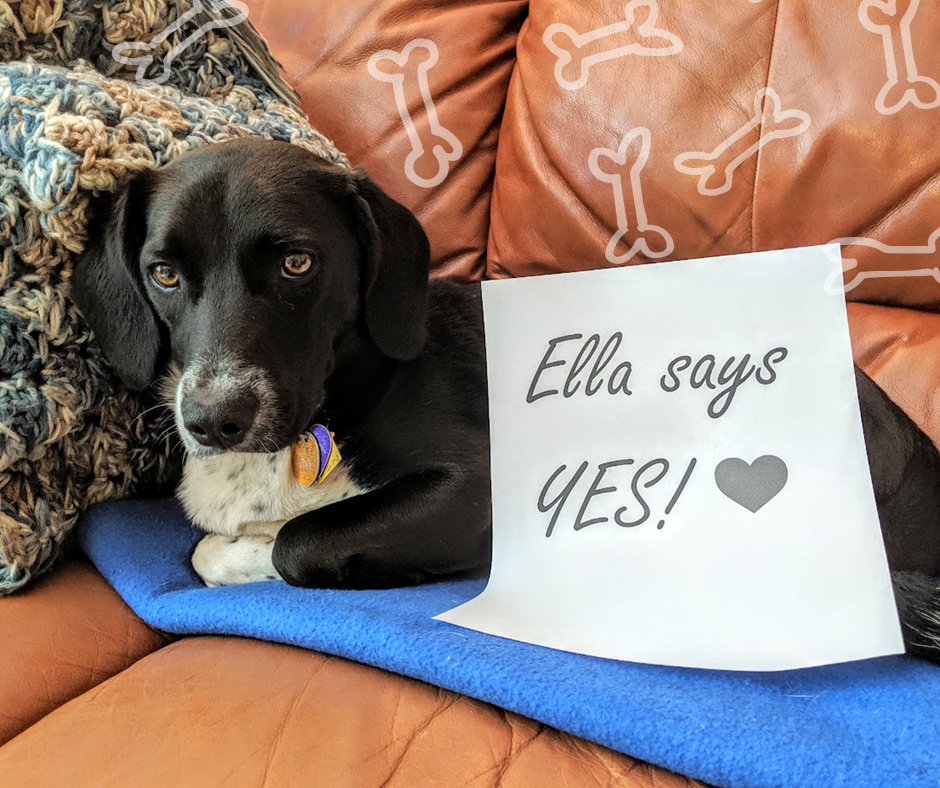 Best Friends Pet Hotel on Twitter "You just might be pleasantly surprised with the answer. 👍