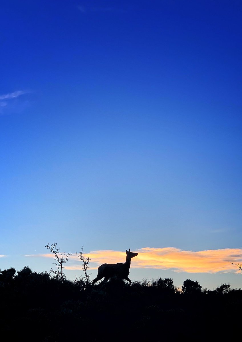 Evening stroll with my neighbors