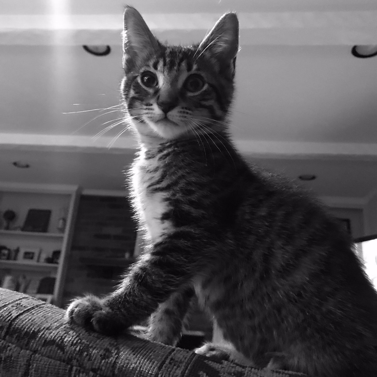 King Oliver is waiting for the sun to lounge in today...... #sunwithdrawals