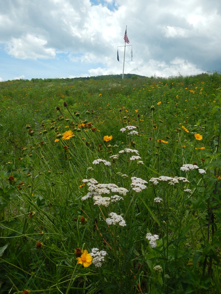 BRSoutdoors's tweet photo. The #pollinatormeadow planted last year @blueridgeschool is maturing quite nicely! More initiatives are underway for invasive species management and habitat reclamation as we aim to teach our students about environmental stewardship. https://t.co/tlSxhFPsMH