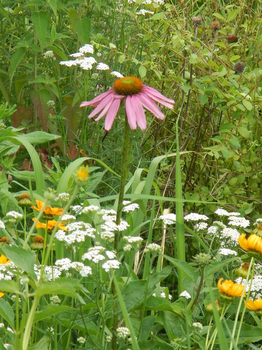 BRSoutdoors's tweet photo. The #pollinatormeadow planted last year @blueridgeschool is maturing quite nicely! More initiatives are underway for invasive species management and habitat reclamation as we aim to teach our students about environmental stewardship. https://t.co/tlSxhFPsMH