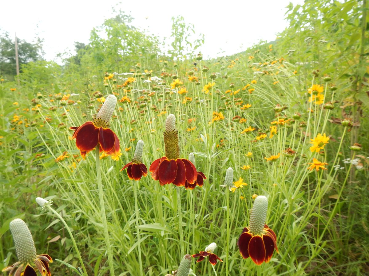 BRSoutdoors's tweet photo. The #pollinatormeadow planted last year @blueridgeschool is maturing quite nicely! More initiatives are underway for invasive species management and habitat reclamation as we aim to teach our students about environmental stewardship. https://t.co/tlSxhFPsMH