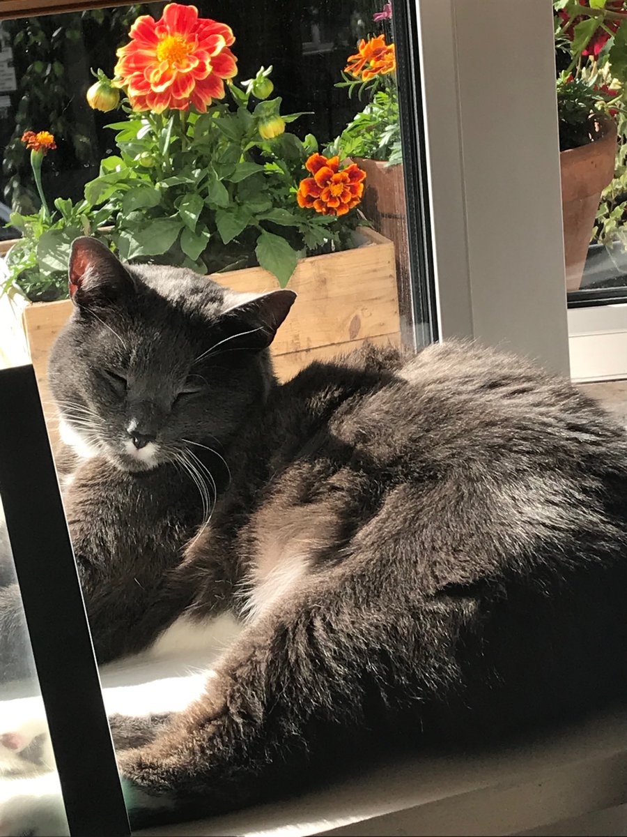 ClaireLichie's tweet photo. Dusty, my neighbour’s cat began his day sunbathing at mine & is ending his day with the same theme. #dusty #cats #CatsOfTwitter #catsofinstagram #anothersleepover #8thnightinarow #goodforthesoul https://t.co/Vz6o4tSGdQ