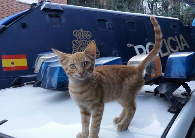 Policía Nacional tweet media