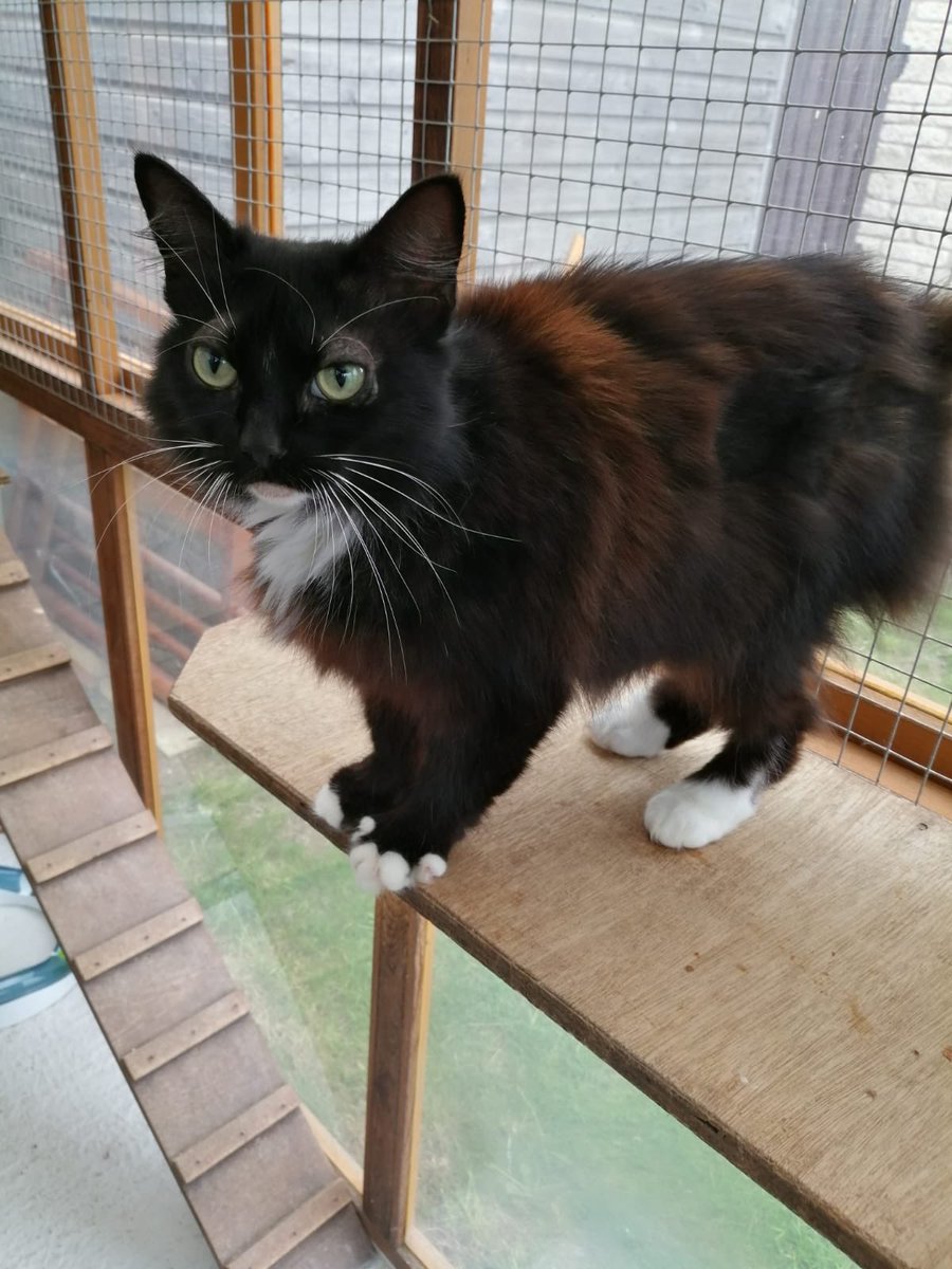 Meet another member of our #TuxieGang Jessie is a little love bug that loves fuss. A petite cat who was rather skinny so we are feeding her up! She can b reserved on 1st meeting but it doesn’t last long! 
She’s 5 years old n wants a loving family of her own #CatsofTwitter