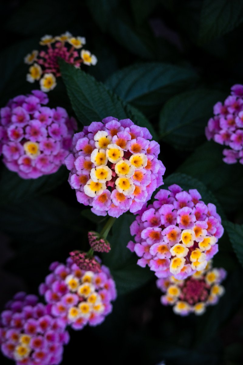 Rls 植え込みに生えていて葉がよく似ているので紫陽花の一品種かと思ったら ランタナという全く別の植物なんだそう