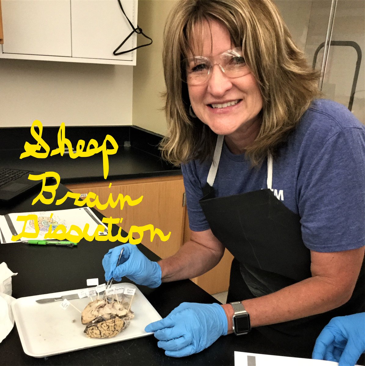 Sheep Brain Dissection at Medical Detectives PLTW training. <a href="/texaspltw/">Texas PLTW</a> <a href="/NisdCTE/">NISD CTE</a> <a href="/NorthwestISD/">Northwest ISD</a> <a href="/kchelmick/">Casey Helmick</a> <a href="/MedlinMS/">Medlin Middle School</a> #PLTW #wearemedlin