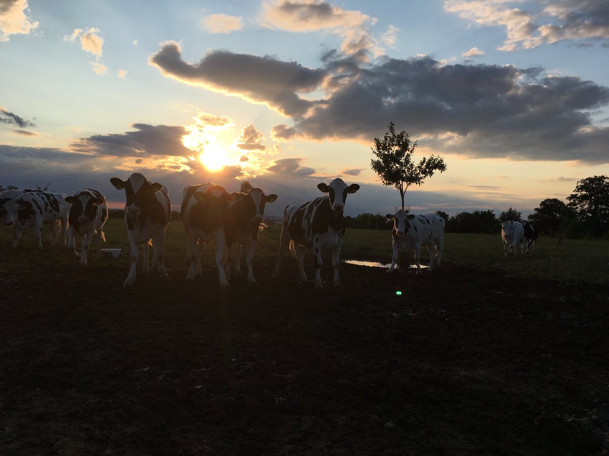 Ptr81's tweet image. Koeien #boe