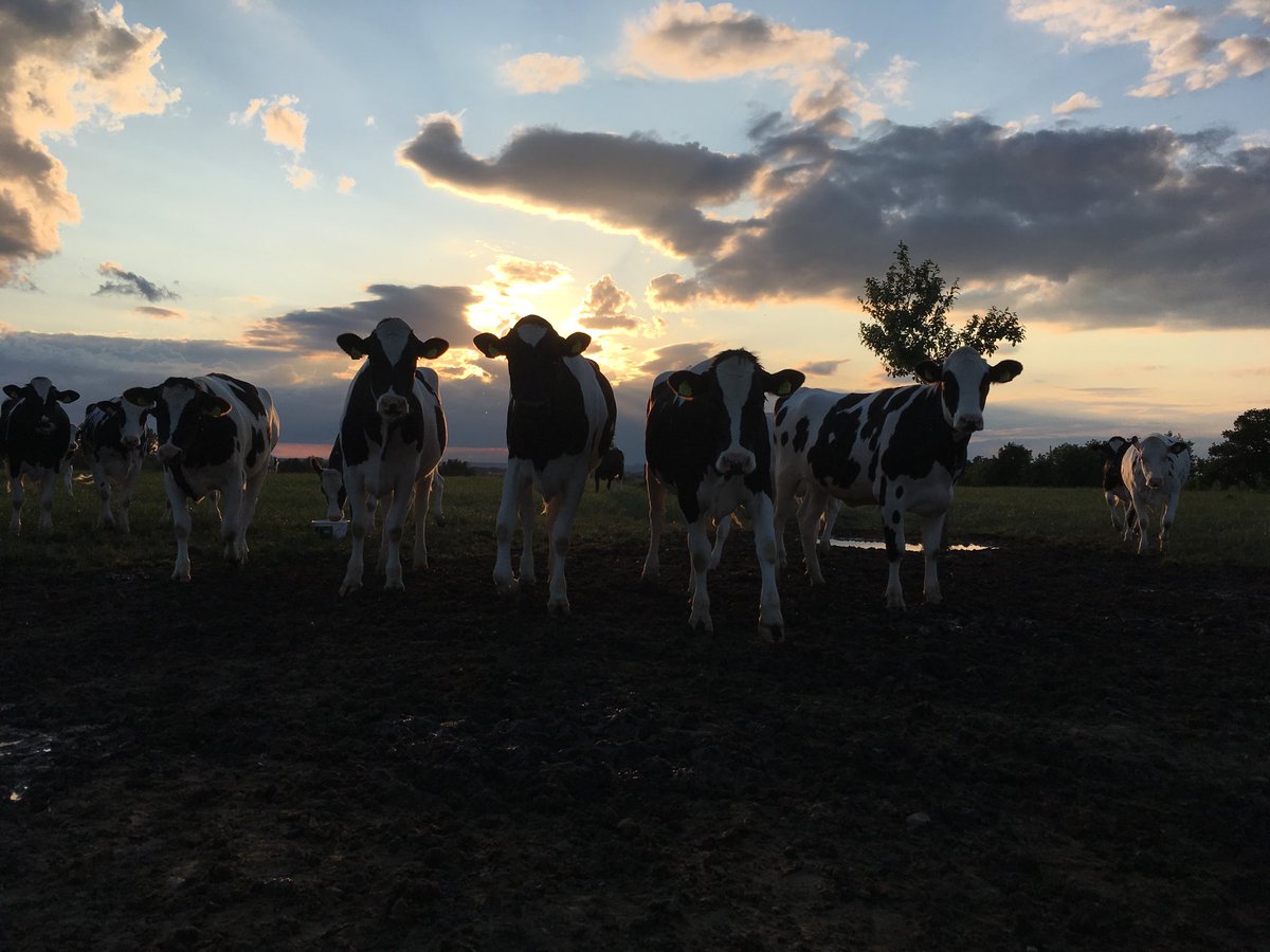 Ptr81's tweet image. Koeien #boe