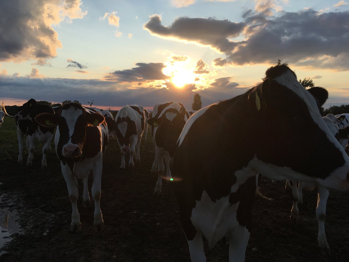 Ptr81's tweet image. Koeien #boe