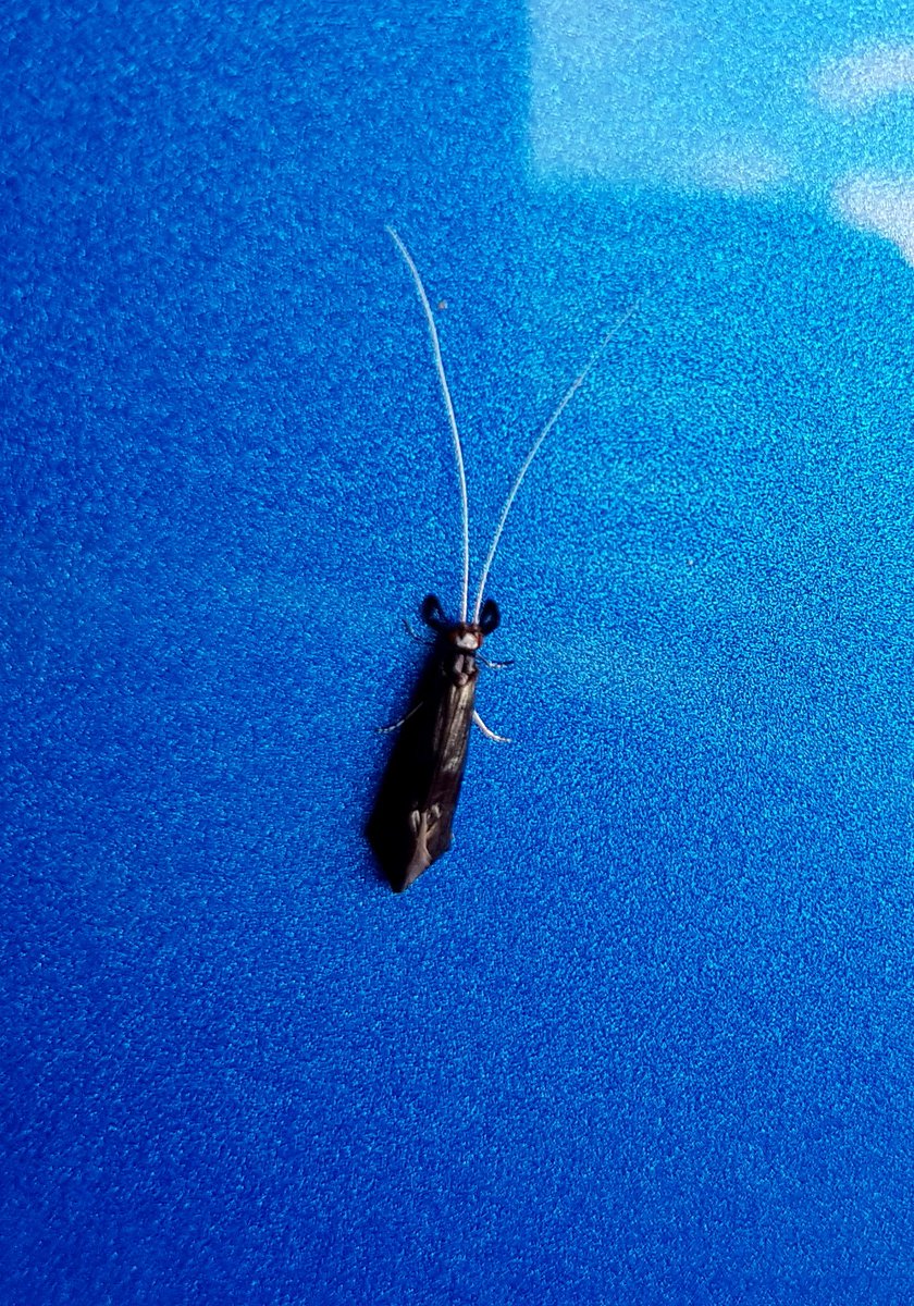 BettyShmem's tweet photo. Had myself a little hitch hiker today!! Any idea @helslacy @andy_jg??!! He was flickin' those antennae at me something rotten! #BugsOfBritain https://t.co/u23jiQIG9X