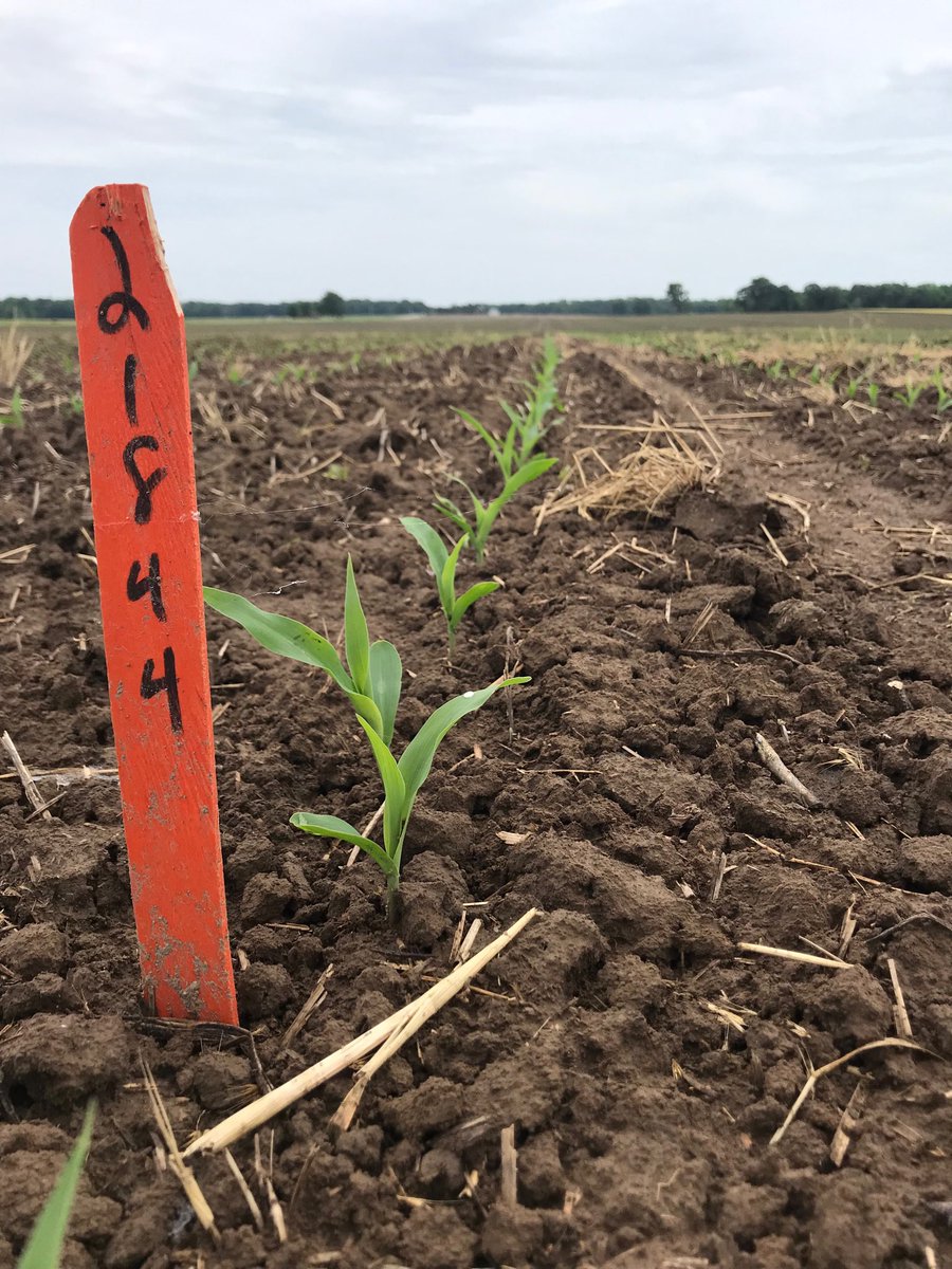 bdrudolphi's tweet photo. ⁦@ChannelSeed⁩ 218-44 up and going in Hoffman, IL.  Only 10 days in the ground.  #gittyup. ⁦@andy_epley⁩ ⁦@The_Crop_Doctor⁩ https://t.co/cb0KZO8i0x