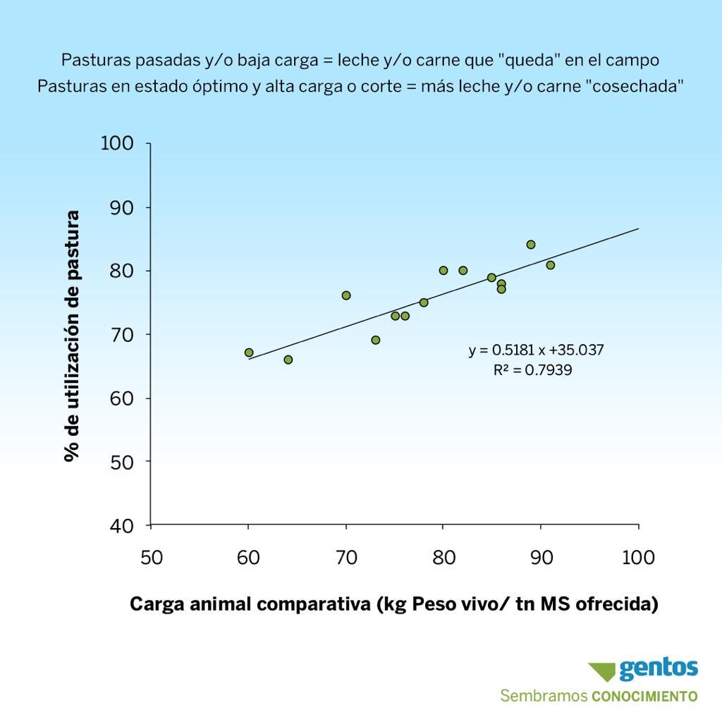GentosArg's tweet photo. Cada kg de pastura de calidad cosechada se traduce en 0,8-1 lt de leche u 80-100 gramos de carne. Si cosechás 1 tn más de pasto por hectárea podés obtener $11.000 en sistemas lecheros o $4.600 en sistemas ganaderos. A ajustar carga y suplementación! 

#GentosTips #Gentos https://t.co/0Eqji1hdbb