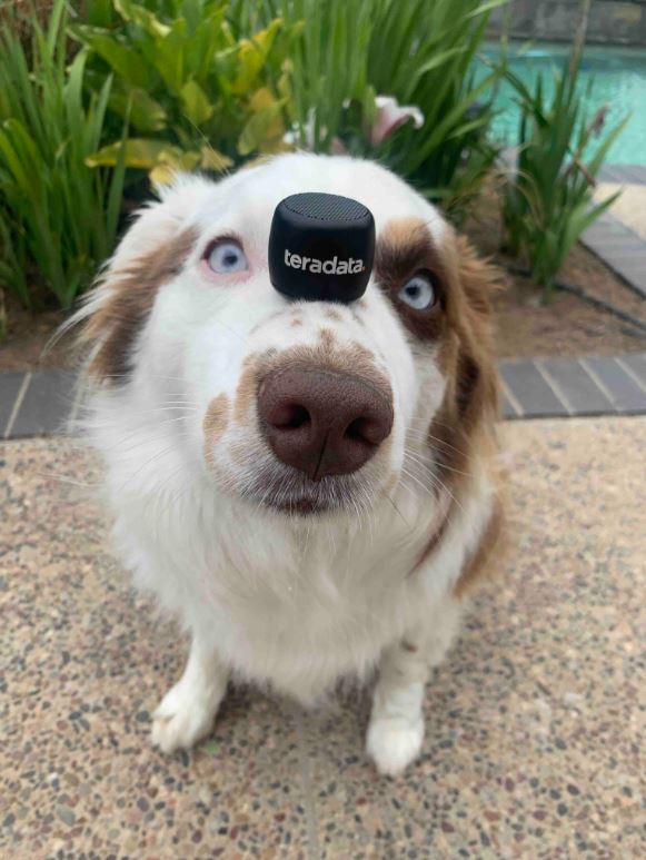 Teradata's tweet photo. This #TeradataSpiritWeek, we're celebrating #PetsofTeradata, where employees get their little ones in on the fun. There were so many amazing posts, check out the hashtag to see! Today’s winner is @bchow03's Leo! Congrats! Thanks to all those who participated! #DogsofTeradata https://t.co/FtkMQyCkjA
