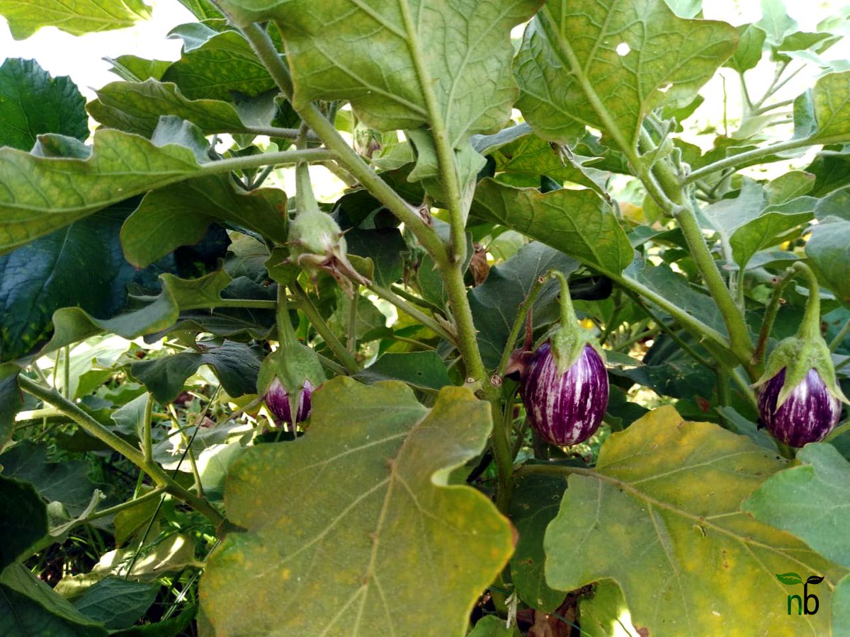 naturebring651's tweet photo. Eggplant (Brinjal)

Learn Growing information Eggplant, How to grow Eggplant in a pot, Health Benefits of eggplant, Varieties eggplant, Pests and diseases eggplant and more information about this plant. ..read..https://t.co/8hPYVxSEPC

#growing #care #eggplant #bringal #howtogrow https://t.co/EKy4YPlQdz