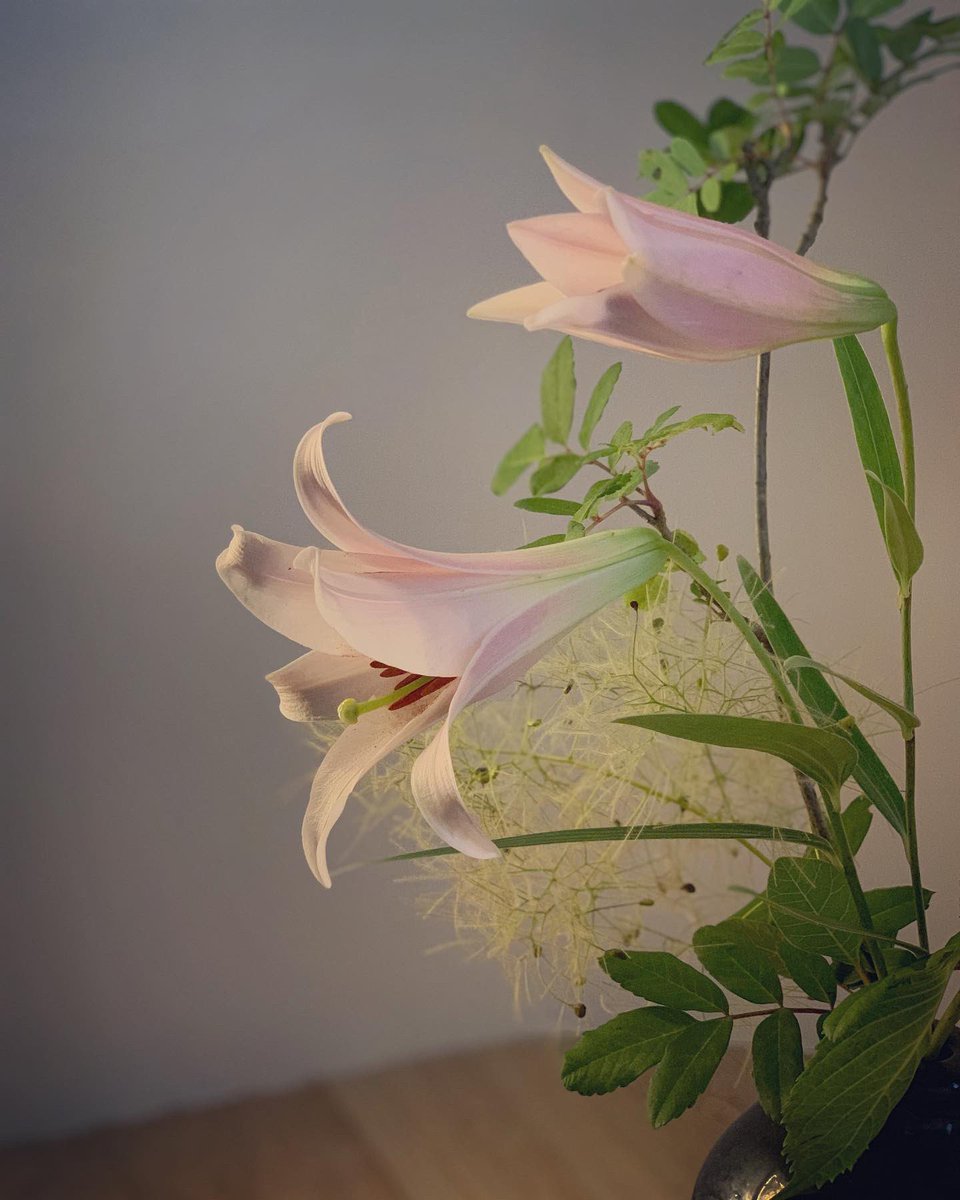 amicaflower's tweet photo. 京都での小さないけばな、6月は素材が豊か
一輪の花が、空間を艶やかなものにしてくれます
#amicaflowers #ikebana #kyoto #machiya #june #flowers #いけばな #なげいれ #京都 #町家 #ササユリ #peony #シモツケ #あじさい #スモークツリー #yuitsujimura #anthique #辻村唯 #花のある暮らし https://t.co/m0BftFexAg