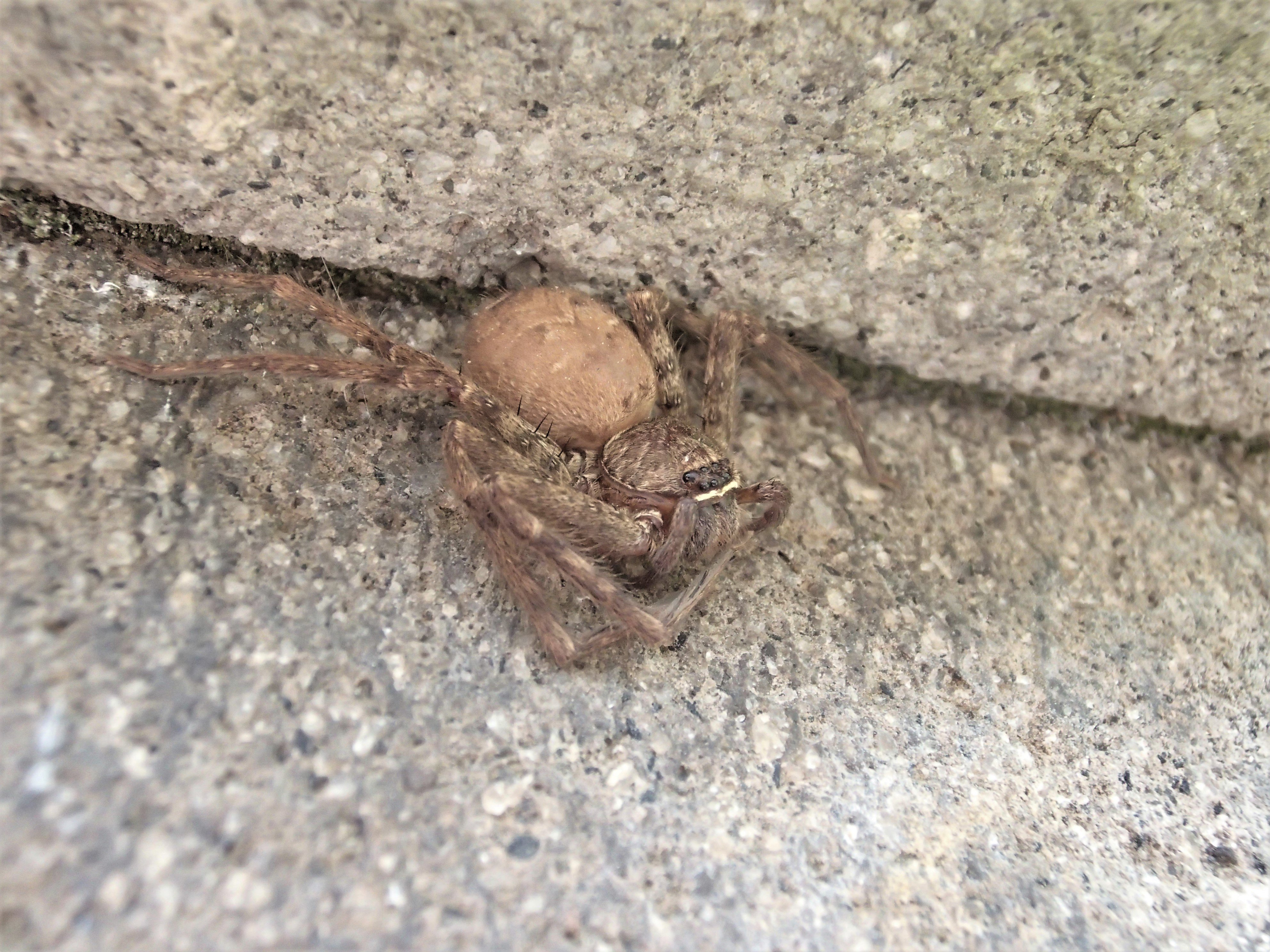 風人の虫部屋 約1ヶ月に撮影した場所でまた同じアシダカグモに遭遇しました 前回は卵嚢を抱いていたのですが 今回はお腹パンパンになっていたのでもうすぐ産卵するみたいですね 一枚目が5月17日に撮影で 2枚目が6月11日に撮ったものです 虫好き
