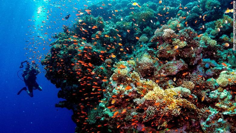 MyBDUSA's tweet photo. #Coralreefs, #nature and save the planet. Growing coral on land to save our reefs READ  https://t.co/7KkW1qzHTK #ClimateChangeIsReal #climatechange https://t.co/uhK3VAzzIL