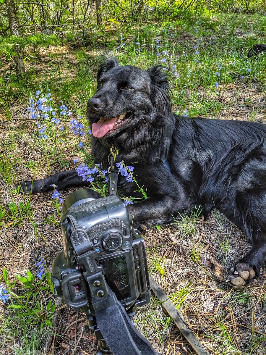 HikingBob's tweet image. "Coal! Coal! Not there! I'm trying to take pictures of THOSE flowers! Sigh. Nevermind." #LifeWithCoal #CoalTheDog  #BestDogEver #MyBuddy #wildflowerphotography  @abrtcolorado @trailsopenspace  #photography